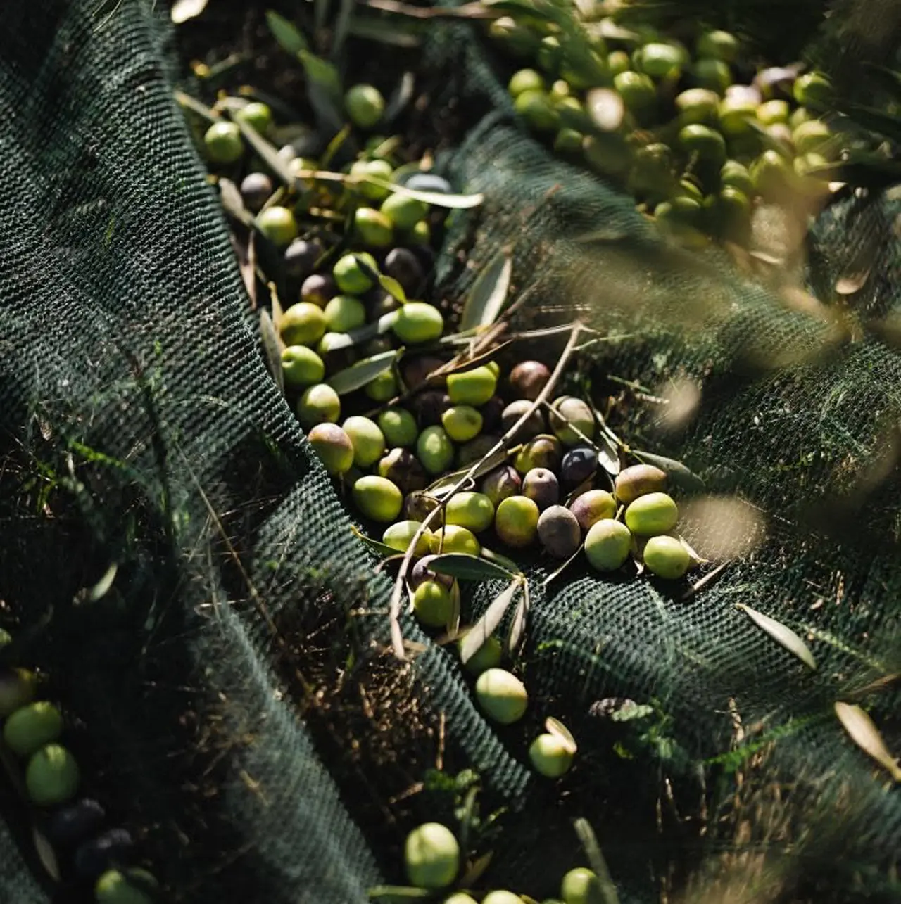 Olives resting in a harvesting net