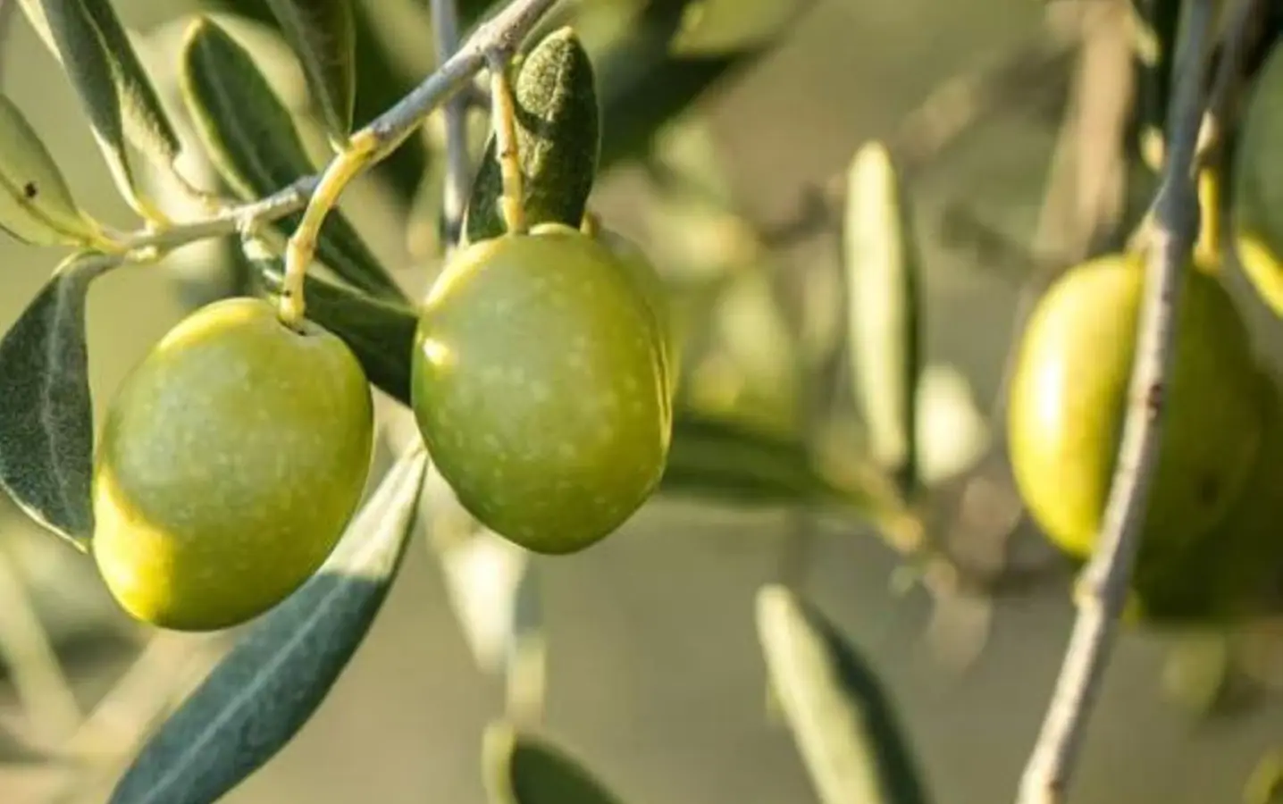 Green olives on the branch